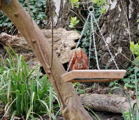 Eichhörnchen auf der Schaukel im Garten