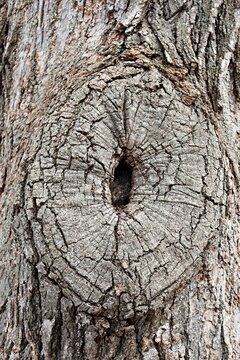 Tree Trunk with Knothole