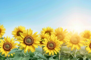 Fototapeta premium A field of yellow sunflowers with a blue sky in the background. The sunflowers are in full bloom and are arranged in a row. Concept of warmth and happiness, as the bright yellow flowers