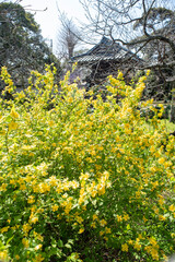 鎌倉243　英勝寺　山吹