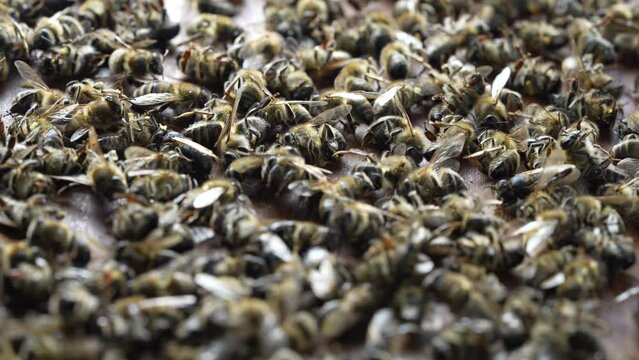Many dead bees in the hive, close up. Colony collapse disorder. Starvation, pesticide exposure, pests and disease