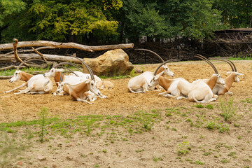 Herd of Antelopes Resting on Dirt Field