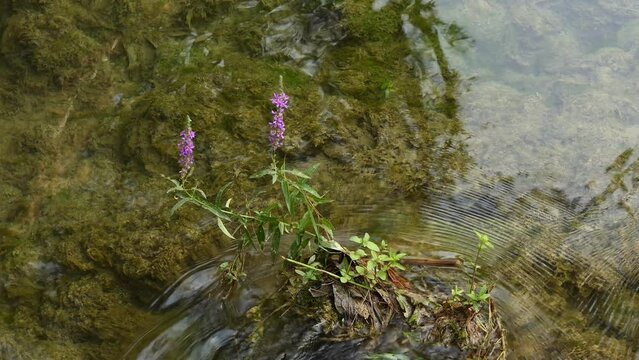 Lythrum salicaria, or purple loosestrife, is a flowering plant belonging to the family Lythraceae. Other names include spiked loosestrife and purple lythrum.