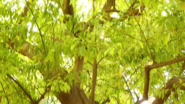Cocculus laurifolius, the laurel-leaved snail tree, is a medium-sized, shrubby evergreen tree of the genus Cocculus.