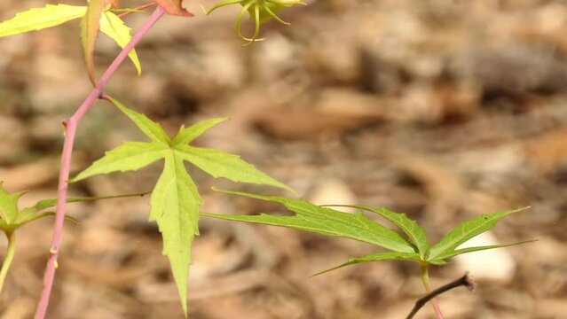 Hibiscus militaris. Hibiscus is a genus of flowering plants in the mallow family, Malvaceae. The genus is quite large, comprising several hundred species that are native to warm temperate.