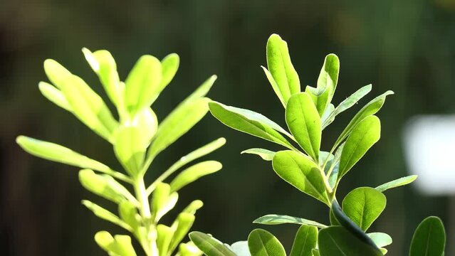 Pittosporum tobira is species of sweet-smelling flowering plant in pittosporum family Pittosporaceae known by including Australian laurel, Japanese pittosporum, mock orange and cheesewood.