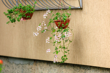 Fototapeta na wymiar Two potted plants with pink flowers hanging from a wall
