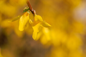 A close up of a yellow flower with a blurry background