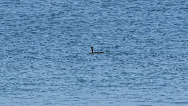 pelagic cormorant in a sea