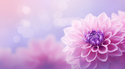 Beautiful purple dahlia with nice and soft blurry bokeh background. Floristic or gardening concept.