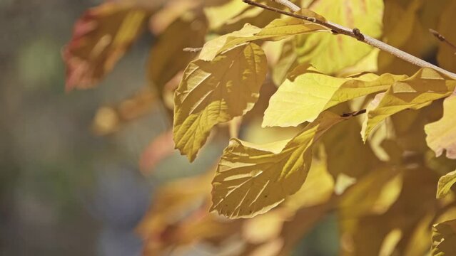 Parrotia persica (commonly called Persian ironwood)