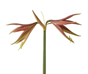 Hippeastrum (amaryllis) La Paz on white background isolated