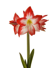 Bloom red and white Amaryllis (Hippeastrum)  