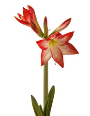 Bloom red and white Amaryllis (Hippeastrum)  