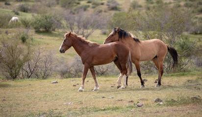 Wild horse stallions pushing while fighting in the Salt River wild horse management area near Mesa Arizona United States