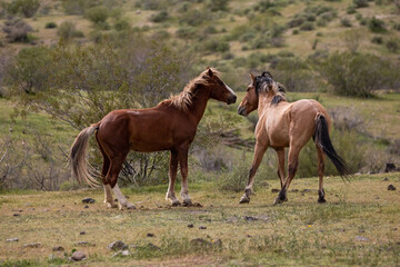 Wild horse stallions picking a fight in the springtime desert in the Salt River wild horse management area near Mesa Arizona United States