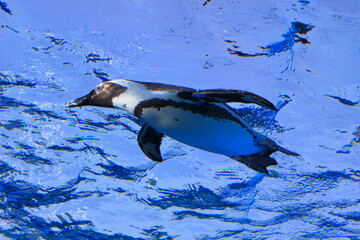 ペンギンは空を飛べないが水中をスムーズに泳いで浮遊する