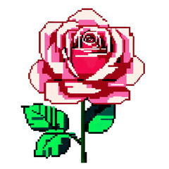 rose vector illustration 