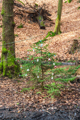 A Christmas tree in the forest at Easter time
