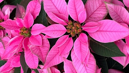 Group of potted pink poinsettias , euphorbia in nursery greenhouse