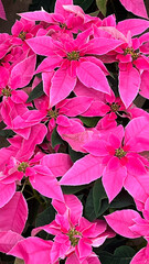 Group of potted pink poinsettias , euphorbia in nursery greenhouse