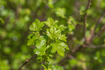 green leaves in spring