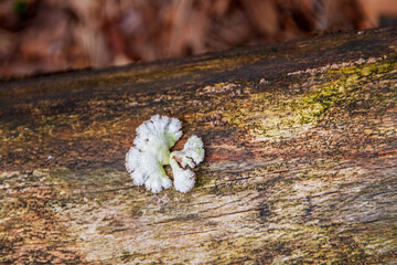 white mushroom on dead tree trunk
