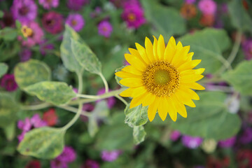 beautiful sunflower field close-up  view in sunset in summer