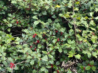 American Holly 