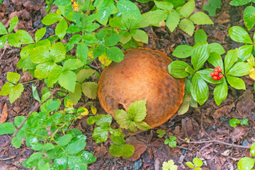 Large Mushroom Emerging From the Forest Plants