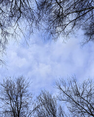 Obraz premium Blue sky in frame of top trees. Springtime leaveless branches from bottom view