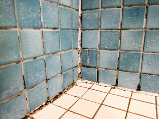 Mold and Mildew Growth on Bathroom Tiles