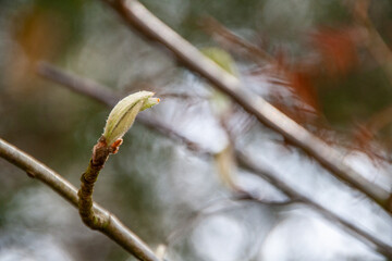 bud in March2024