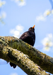 Blackbird (Turdus merula) - Europe, North Africa, and parts of Asia