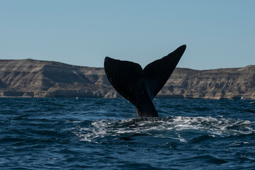 Sohutern right whale tail,Peninsula Valdes, Chubut, Patagonia,Argentina