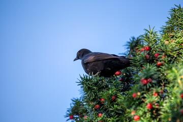 Blackbird (Turdus merula) - Europe, North Africa, and parts of Asia