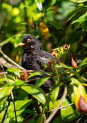 Blackbird (Turdus merula) - Europe, North Africa, and parts of Asia