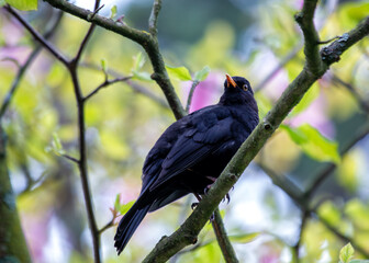 Blackbird (Turdus merula) - Europe, North Africa, and parts of Asia