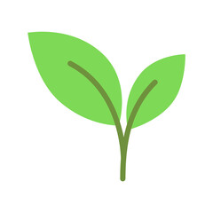 A green leafy plant with a white background