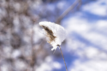 frost on plant