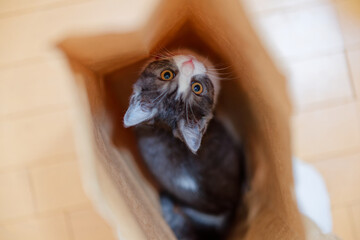 袋に入る子猫