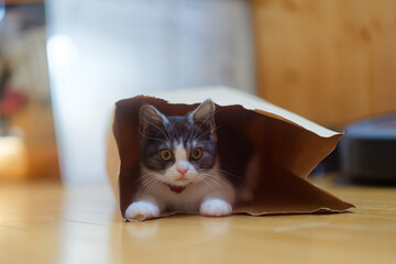袋に入る子猫