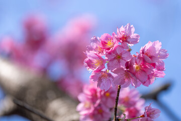 横浜本牧山頂公園の横浜緋桜　満開