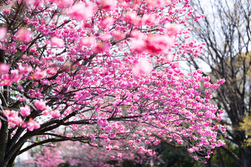 横浜本牧山頂公園の横浜緋桜　満開