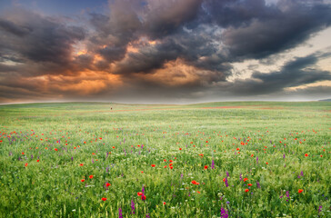 Spring meadow of violet flower. - 772616078