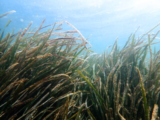 Vista subacquea dell'alga 58