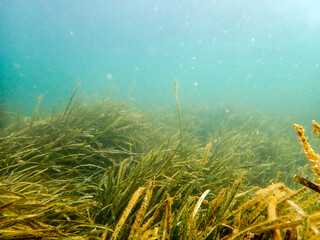 Veduta subacquea della superficie del lago con alghe e alghette 56