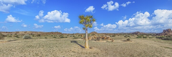 Panoramic view of a solitary quiver tree in the southern Namibian desert landscape near Fish River Canyon