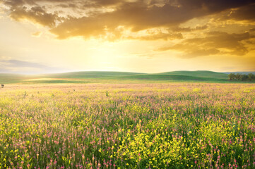 Spring meadow of violet flower. - 772616808
