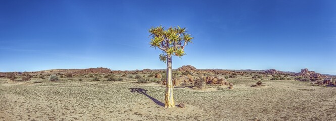 Panoramic view of a solitary quiver tree in the southern Namibian desert landscape near Fish River Canyon